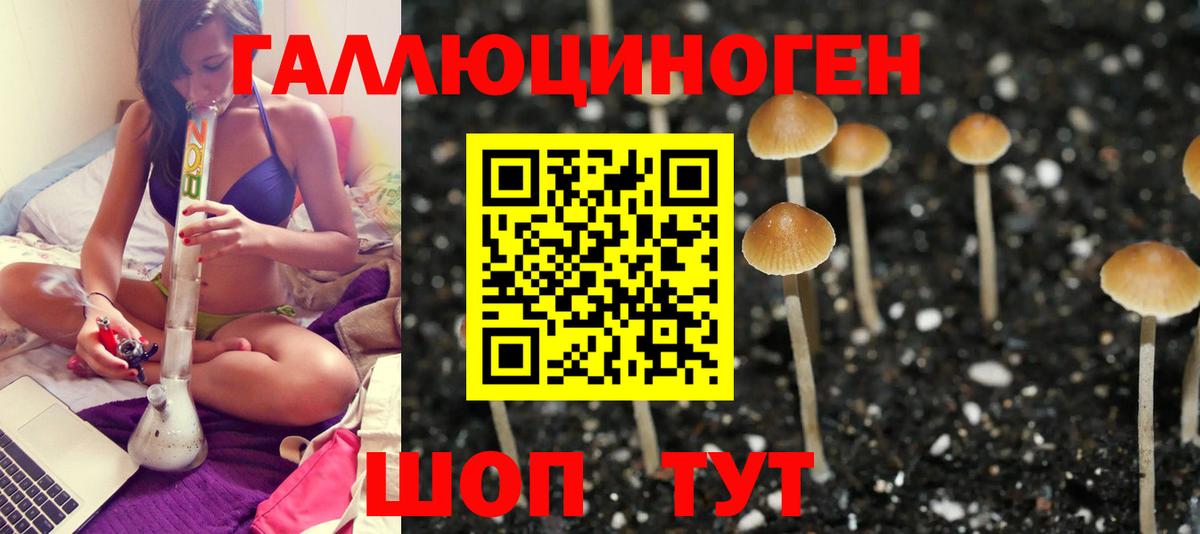Псилоцибиновые грибы Psilocybe Новоалександровск